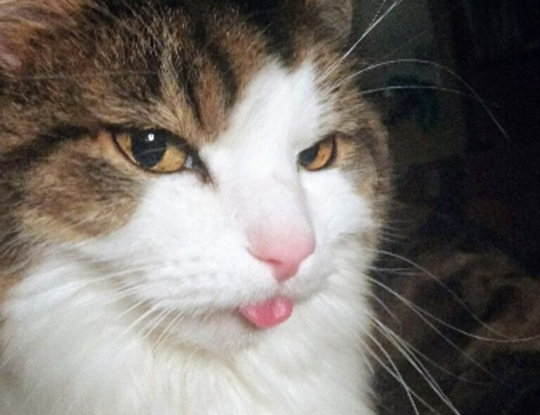 are online reviews reliable bfncreviews