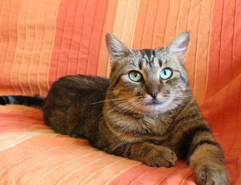 best upgrades jogamesole