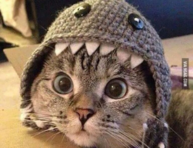 bfncreviews online reviews by befitnatic