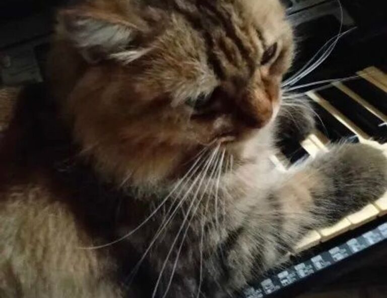 console tech tportulator