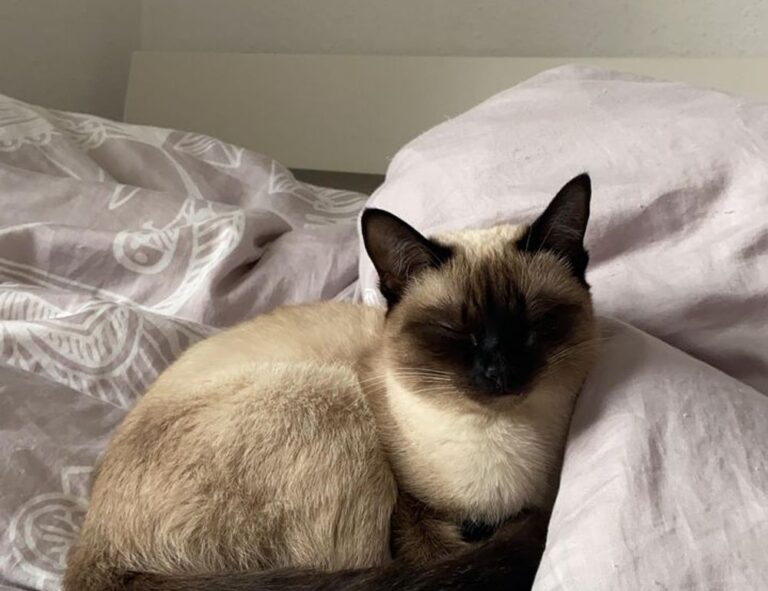 game guide tportgametek