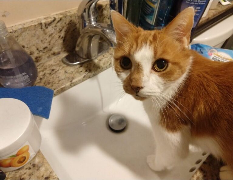 game tutorials bfnctutorials