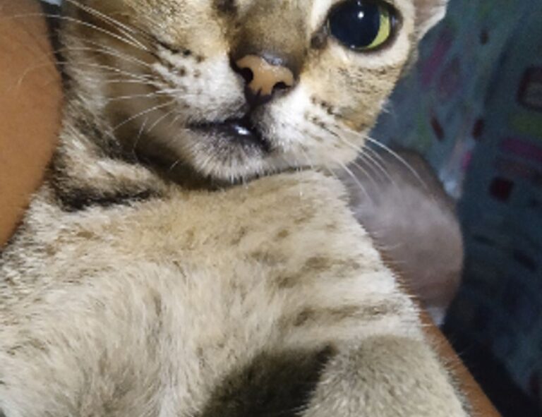 gamestick togamesticky