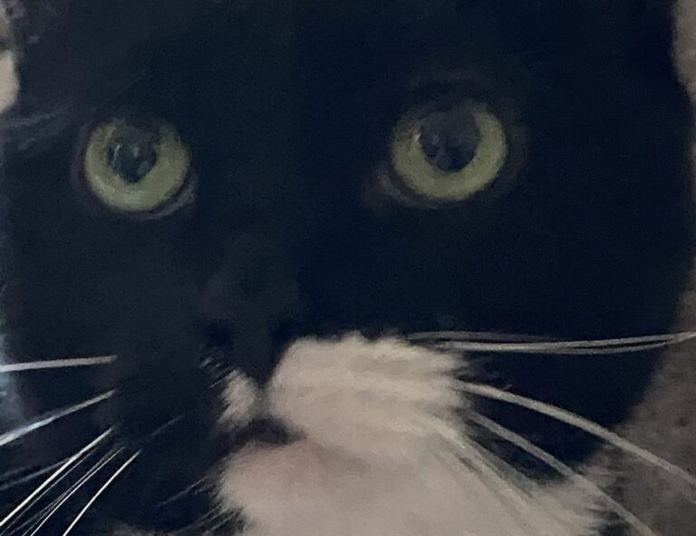 gaming updates tgageeks