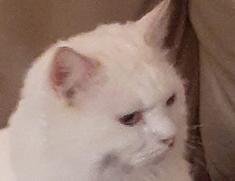 how to download games togamesticky