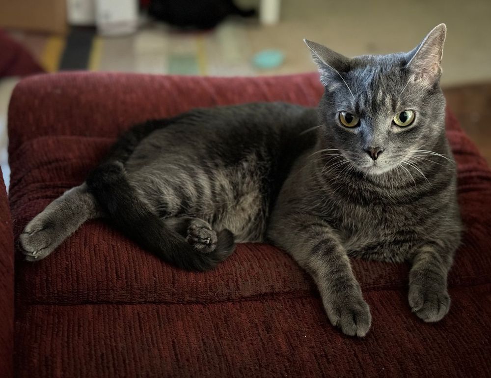 how to download updates scookiepad