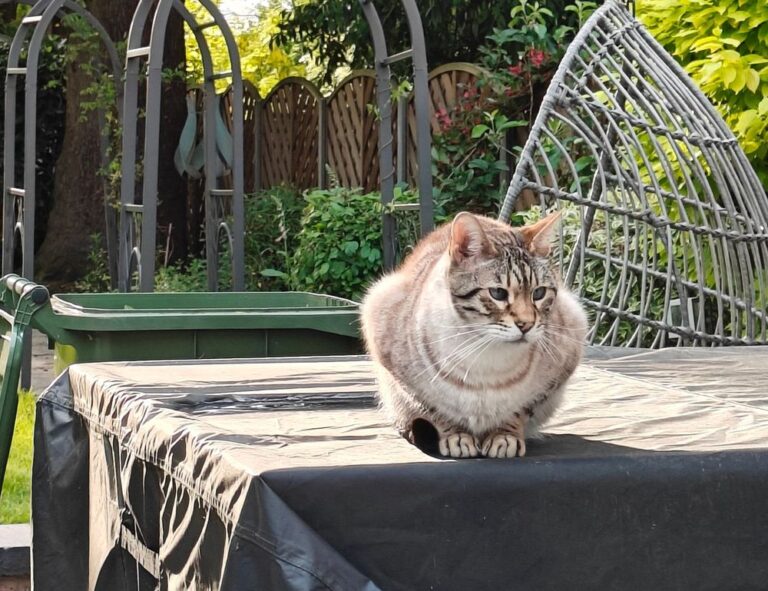 how to register tportvent