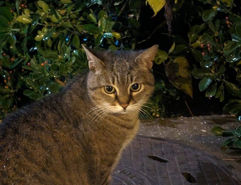 installation guide gmrrmulator