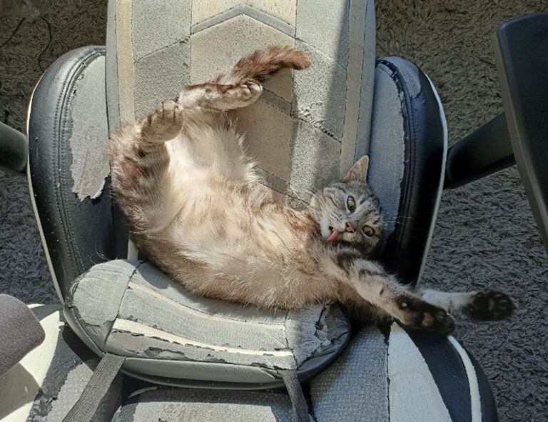 jogamesole special settings by javaobjects