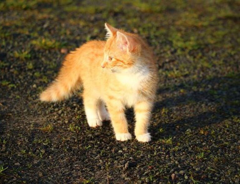 latest gaming updates feedgamebuzz