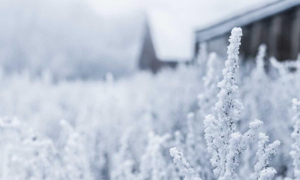 latest updates scookiepad