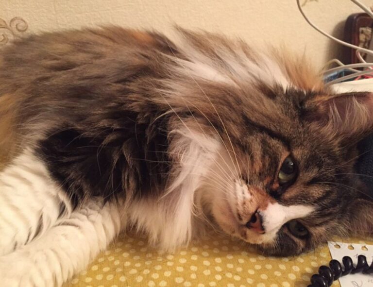 multiplayer guide undergarcade