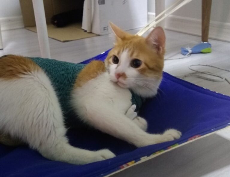 multiplayer tips togamesticky