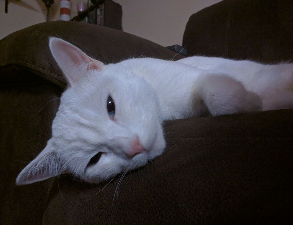 new updates bfncplayer