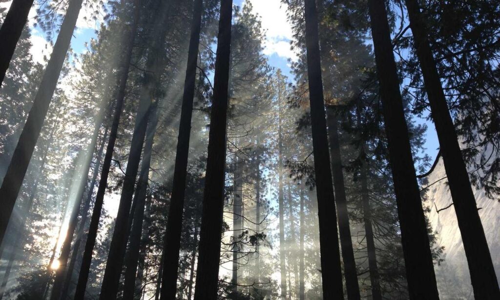 new updates scookiegear