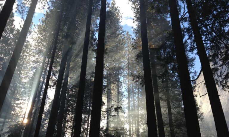 new updates scookiegear