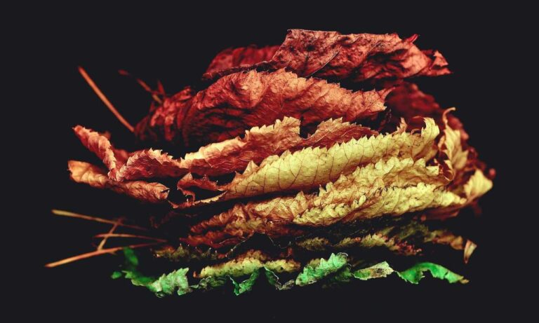 new updates scookiepad