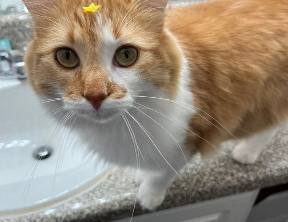 newest gaming gear scookiegear