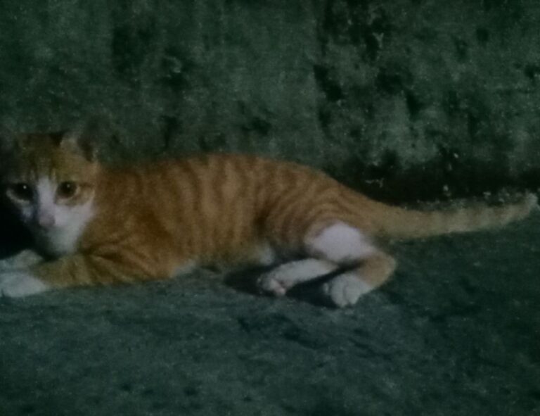 newest updates gmrrmulator