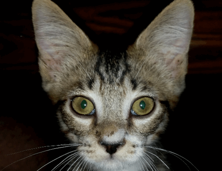 online event pblgamevent