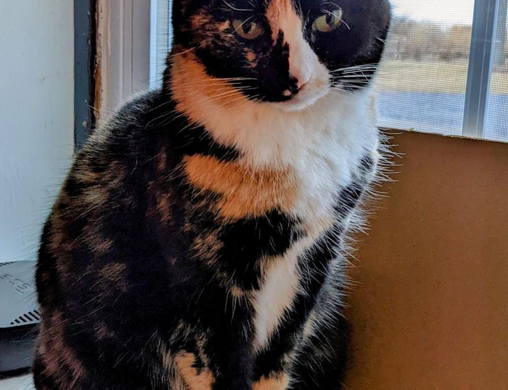 online gaming bfnctutorials