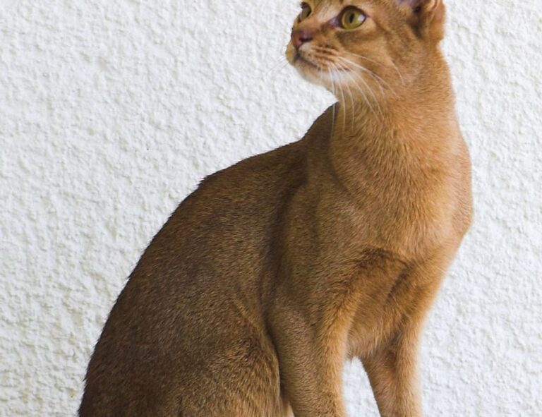 online gaming reviews bfncreviews