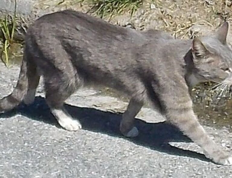 online reviews bfncreviews