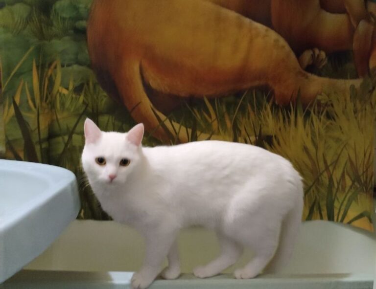 online reviews bfncreviews