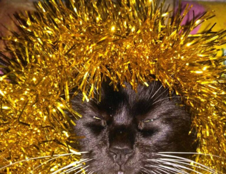 pblemulator upgrades