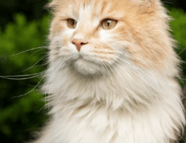 player tutorial tportesports