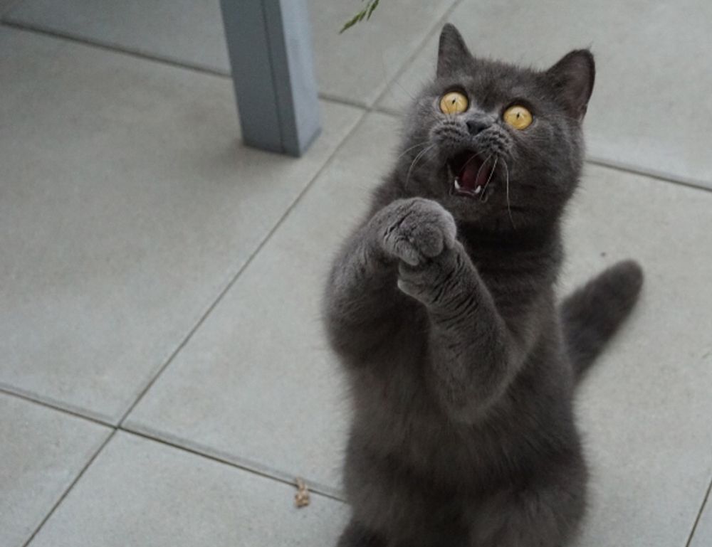 players guide bfncplayer