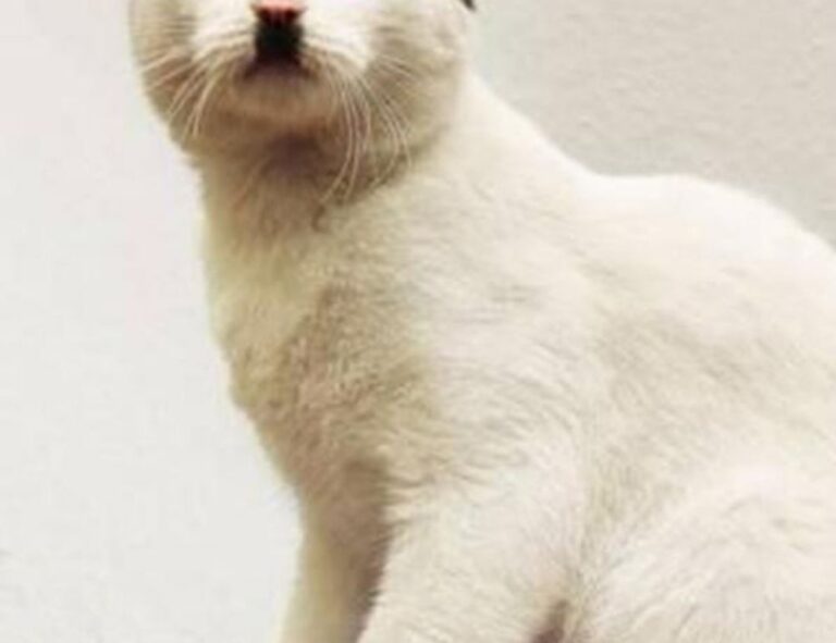 poker strategies bfncplayer