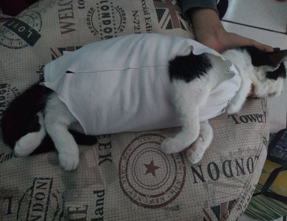 set up for pblemulator