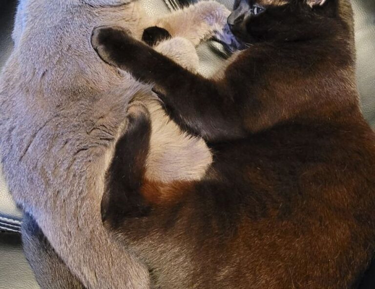 special settings for tgagamestick