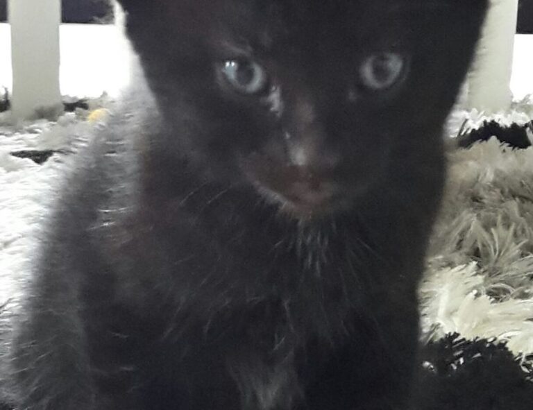 tech news console tportulator