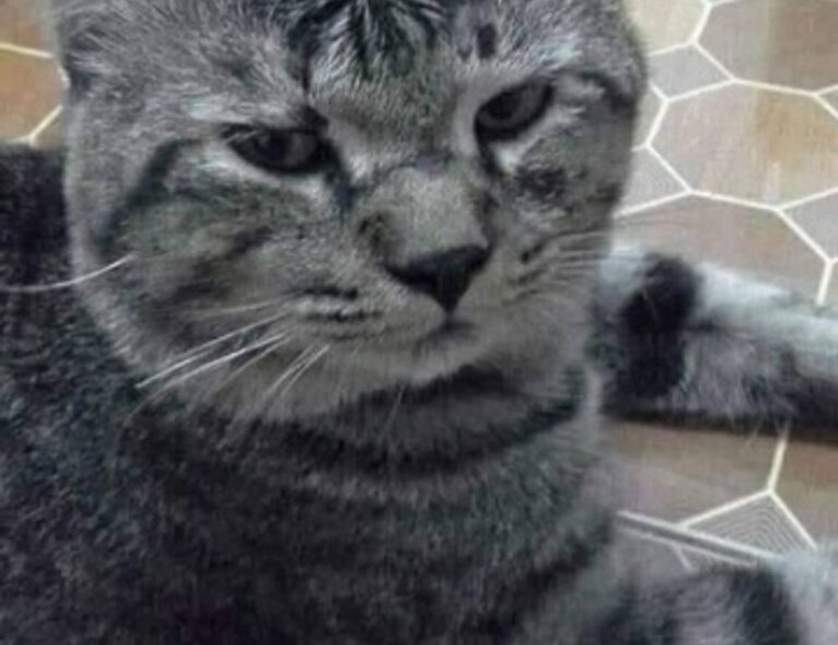 tech news tportulator