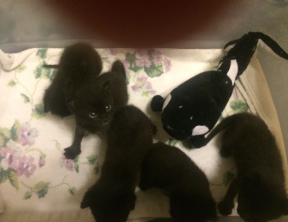 tgarchirvetech news thegamingarchives