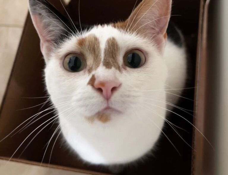 the online gaming event pblgamevent