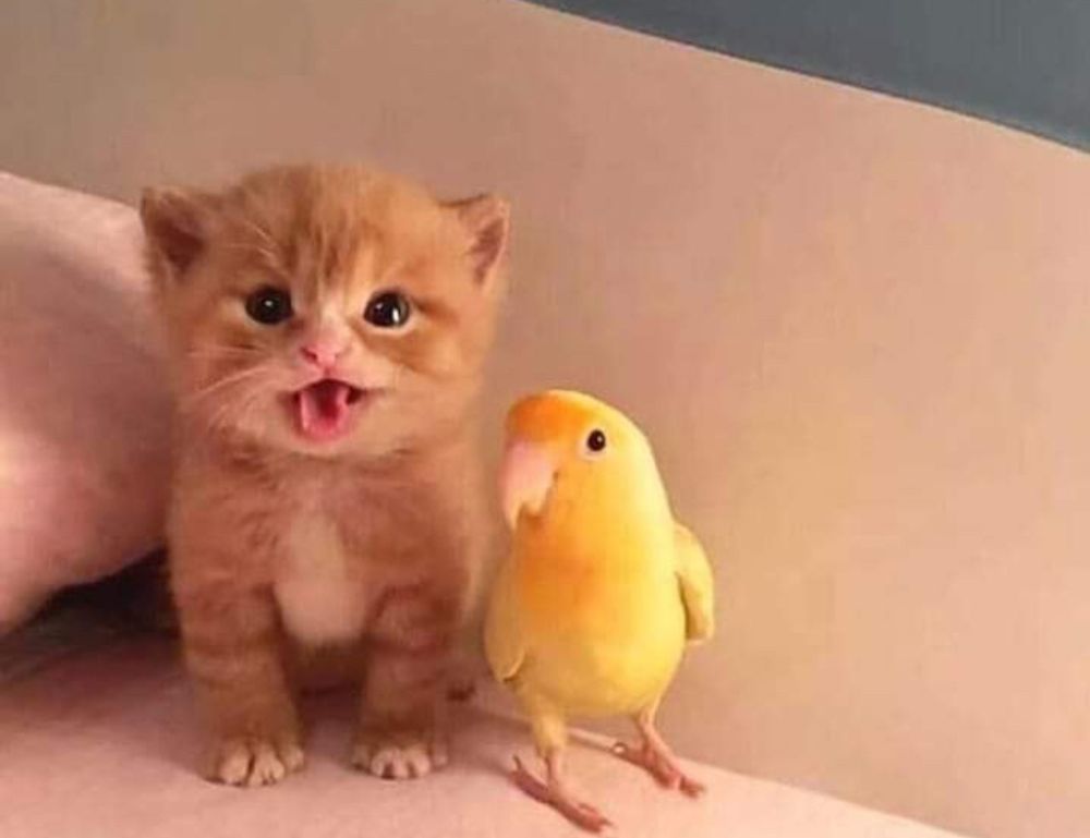 the online tournament tportvent