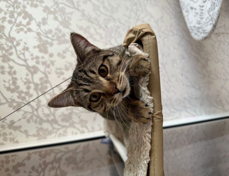 tips and tricks pblemulator from plugboxlinux