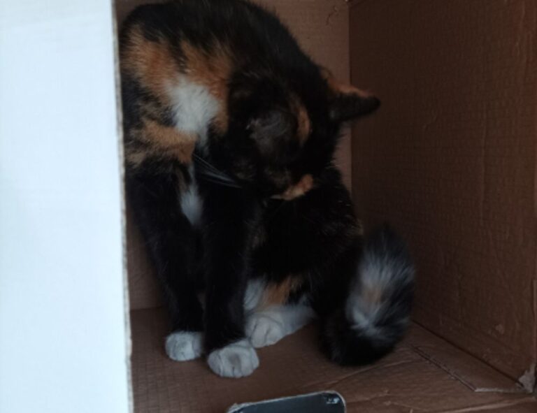 top monitors for movies jogameplayer