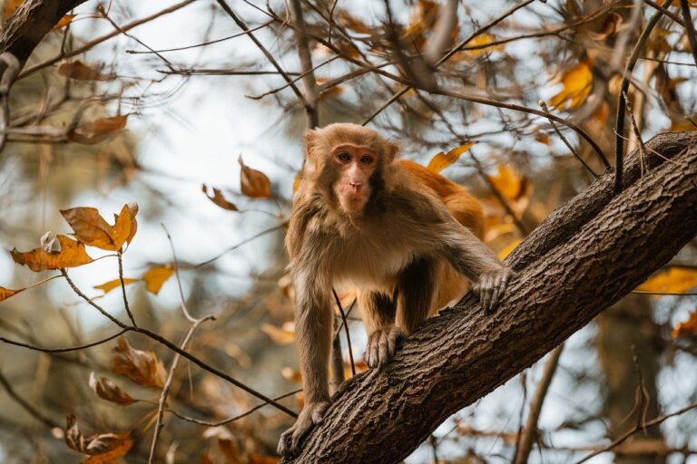 undergarcade multiplayer