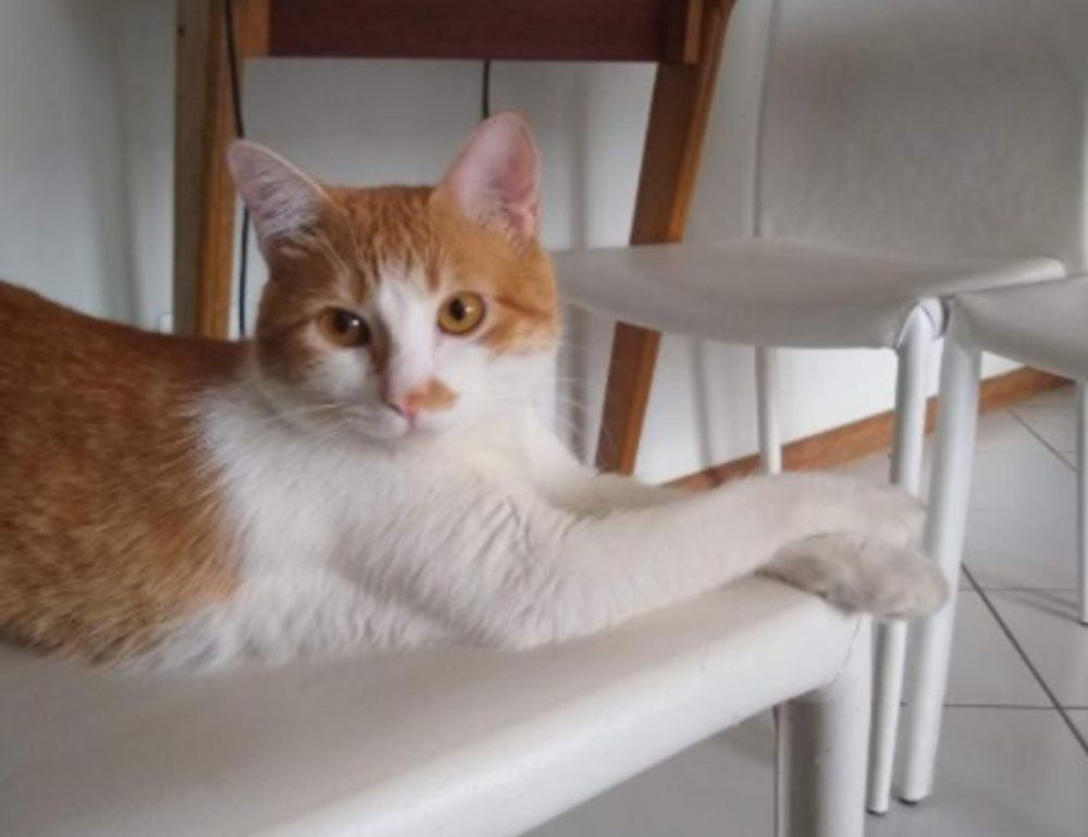 upgrades scookiegear