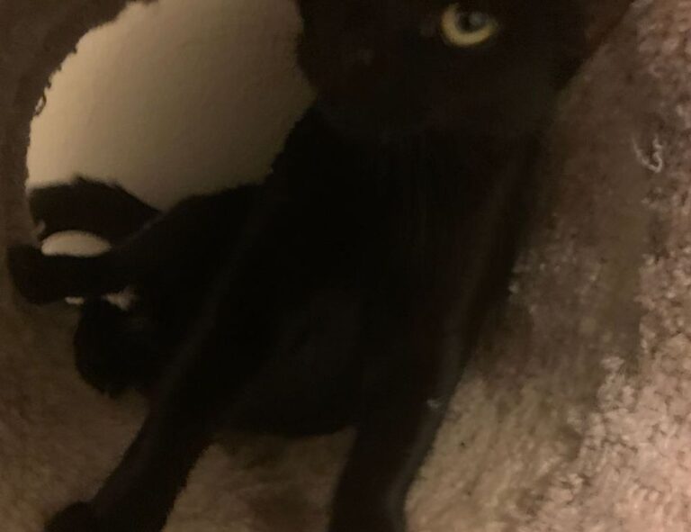 what are gaming trends gmrrmulator