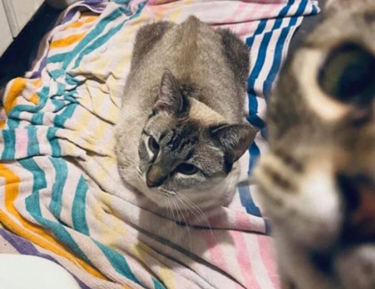 where to find togamesticky