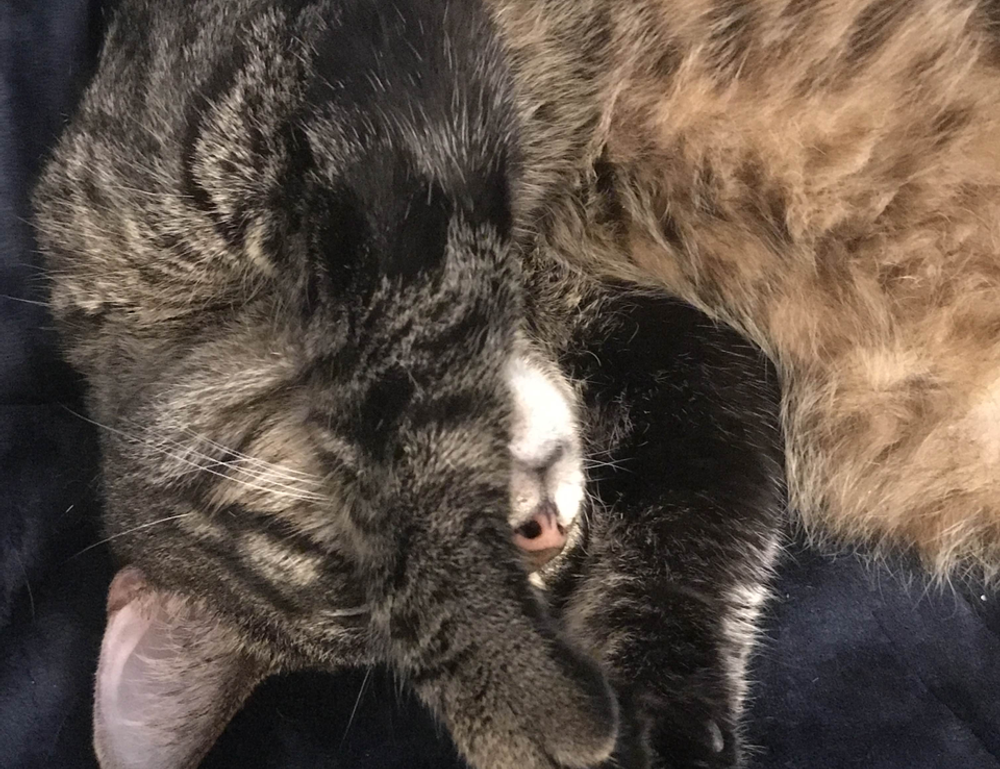 where to find togamesticky