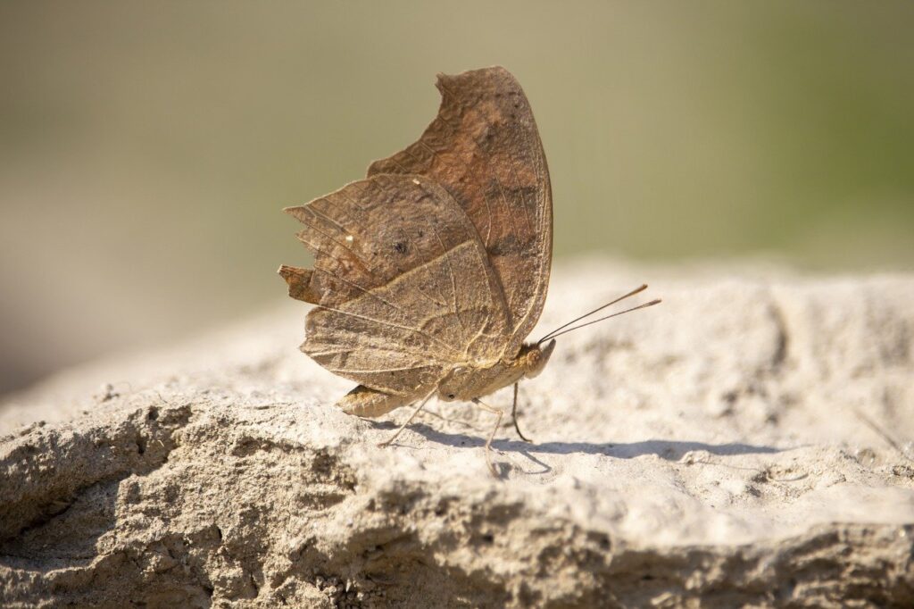 which online game has the most players tportvent