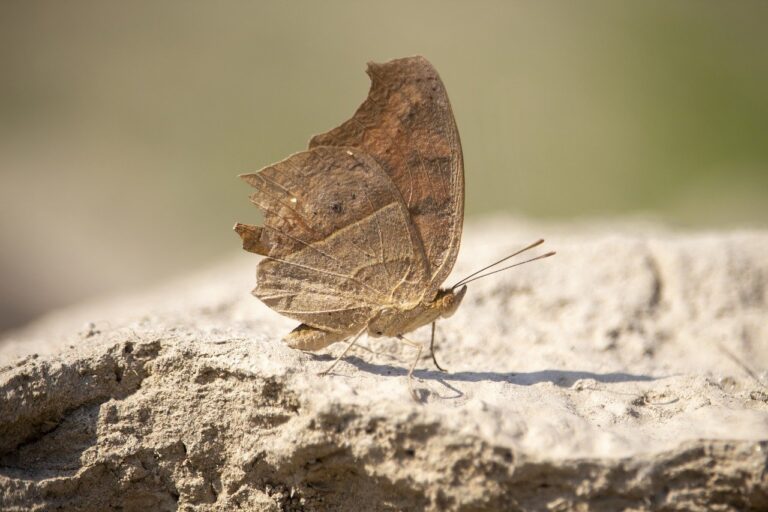 which online game has the most players tportvent