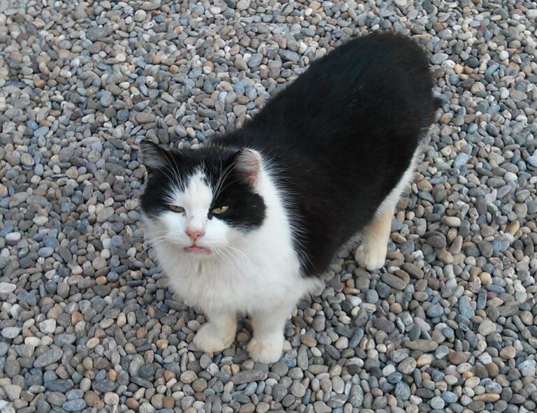 why can't i full screen my game marshock200 on pc