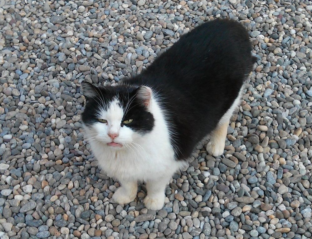 why can't i full screen my game marshock200 on pc